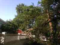 Storm damaged Mulberry tree.